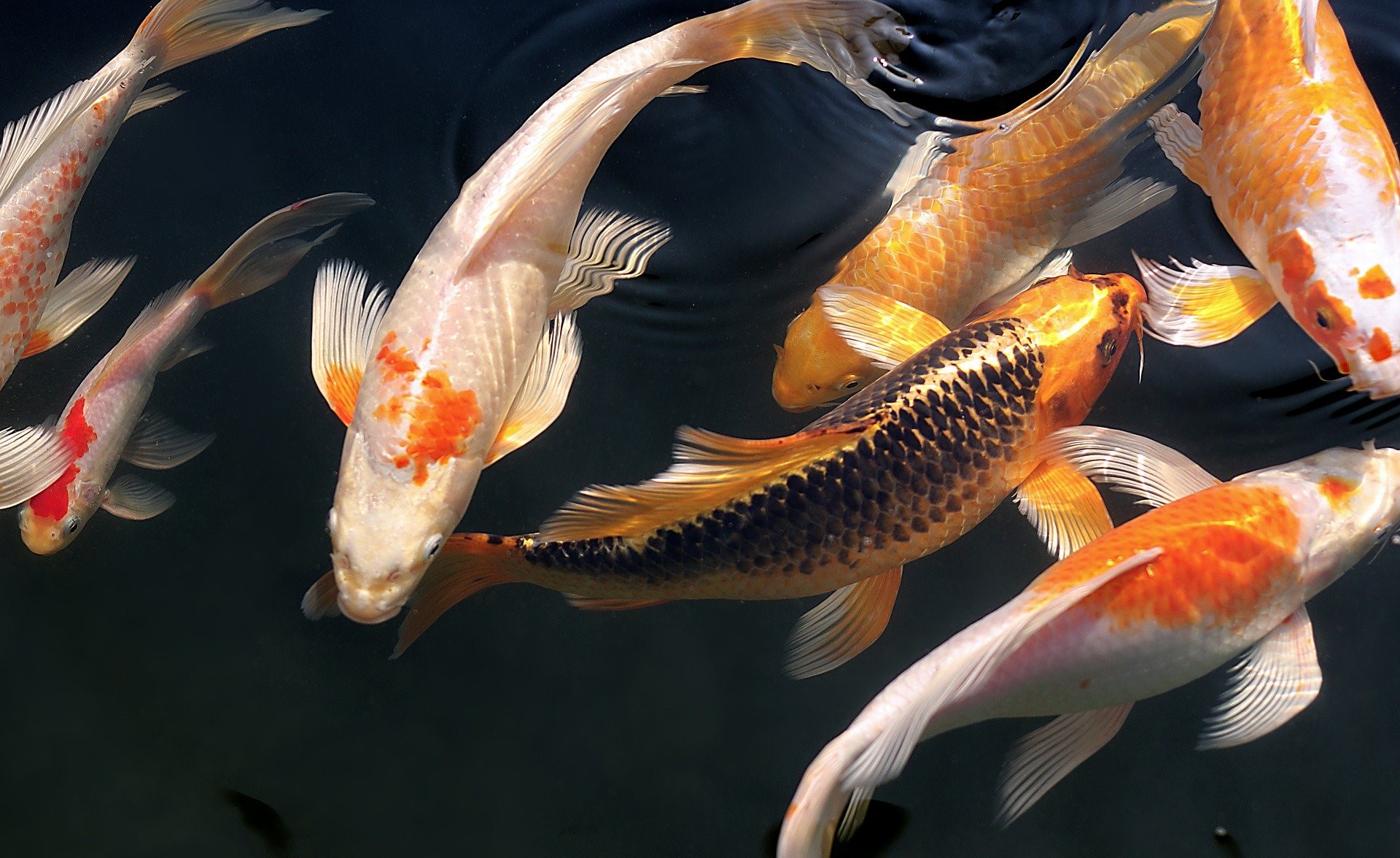 A group of colorful koi fish swimming gracefully in a pond. The fish display a variety of colors, including orange, white, gold, and black, with unique patterns on their scales. The water surface is calm, reflecting light and showing the intricate movements of the koi.