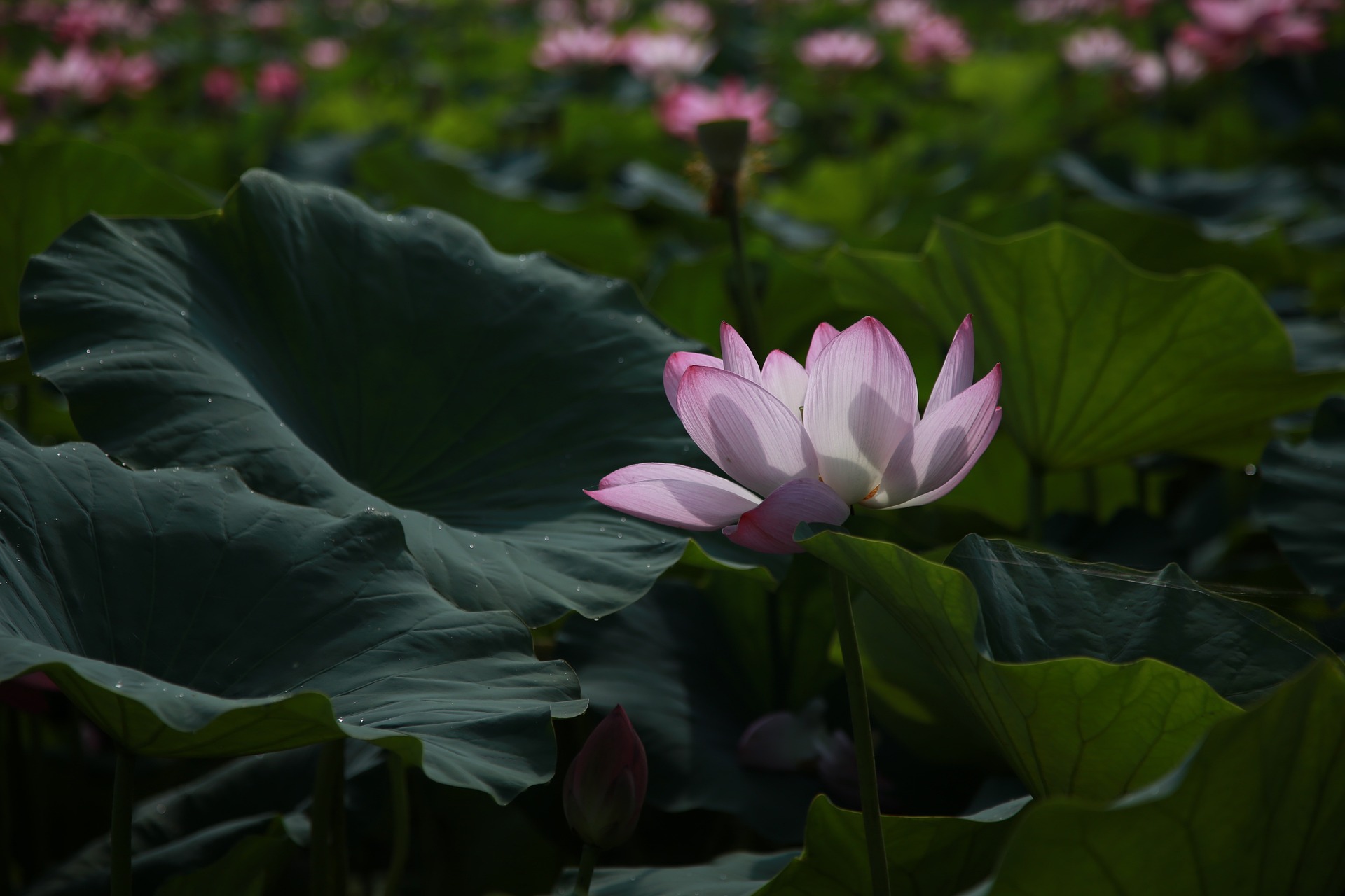 A close-up of a blooming pink lotus flower with delicate petals illuminated by soft sunlight, surrounded by large, dark green leaves in a tranquil pond setting.