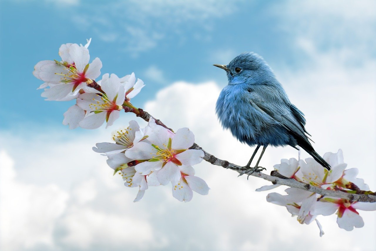 A small blue bird perched on a blossoming branch with delicate white and pink flowers. The bird, with soft blue feathers, stands against a bright blue sky with fluffy white clouds, creating a serene and peaceful nature scene.